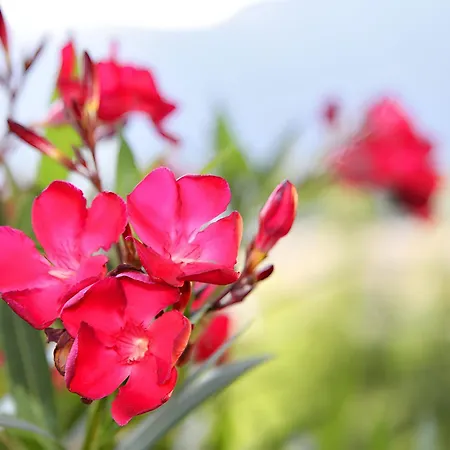 Haus Voglreiter Apartamento *