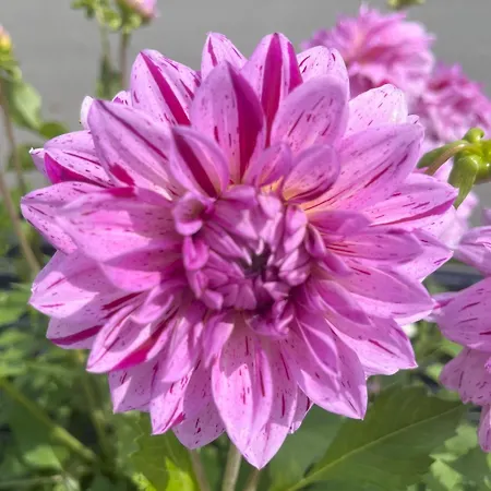 Haus Voglreiter * Kaprun