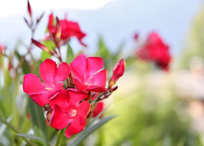 Haus Voglreiter Lejlighed *