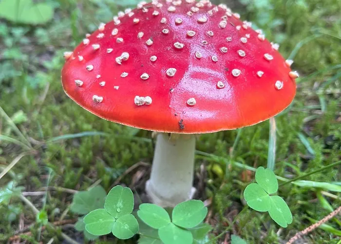 Lejlighed Haus Voglreiter Kaprun