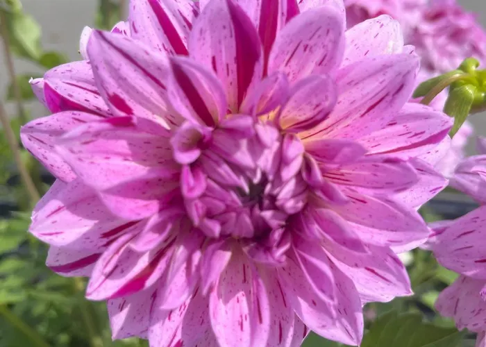 Haus Voglreiter * Kaprun